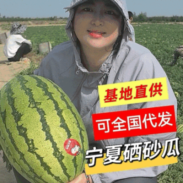 《金花6号石头瓜》宁夏西瓜/包熟包甜/产地直供/全国代发