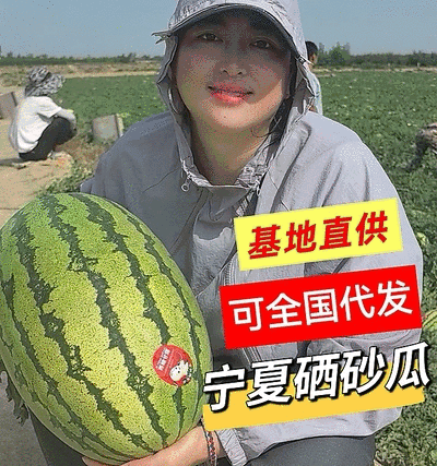 《金花6号石头瓜》宁夏西瓜/包熟包甜/产地直供/全国代发