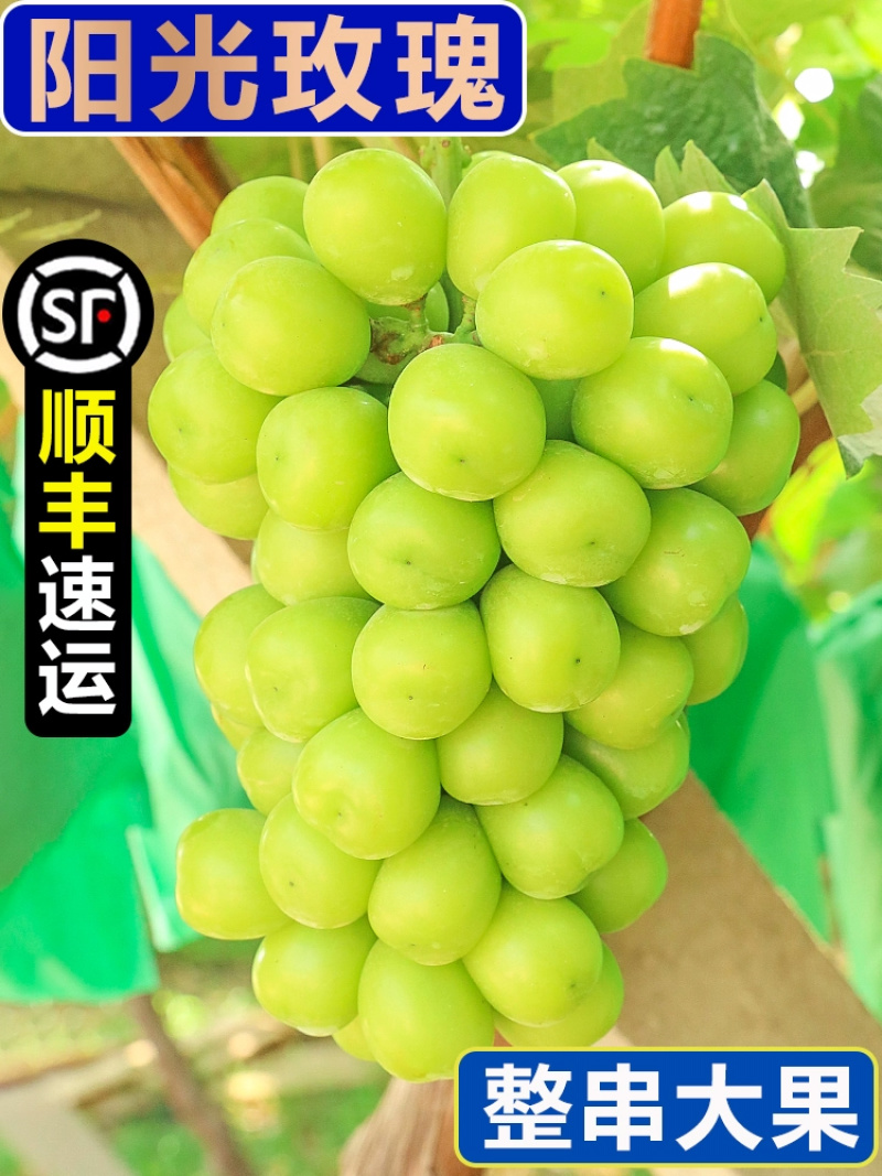 青提一件代发晴王阳光玫瑰绿葡萄当季新鲜水果