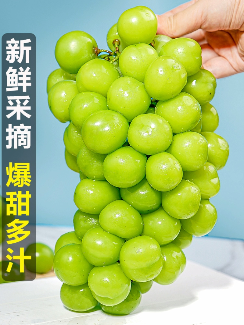 青提一件代发晴王阳光玫瑰绿葡萄当季新鲜水果