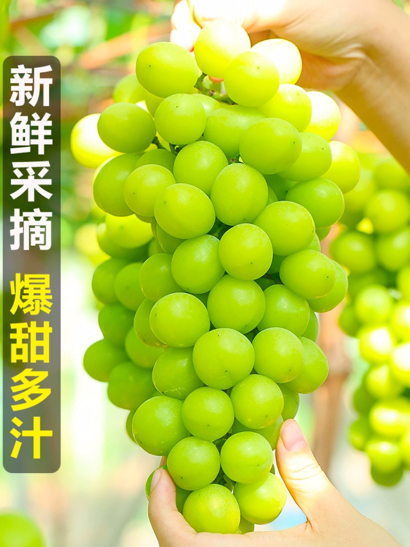 青提一件代发晴王阳光玫瑰绿葡萄当季新鲜水果