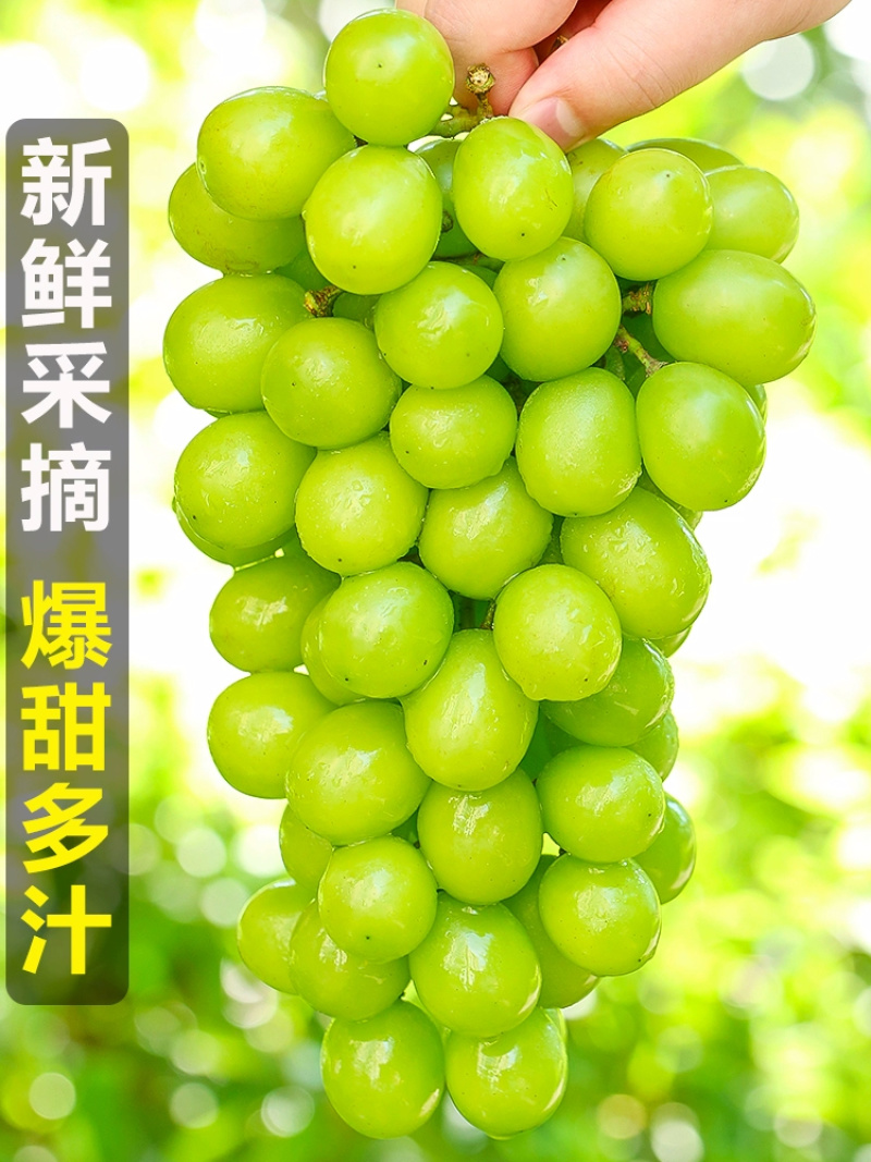 青提一件代发晴王阳光玫瑰绿葡萄当季新鲜水果