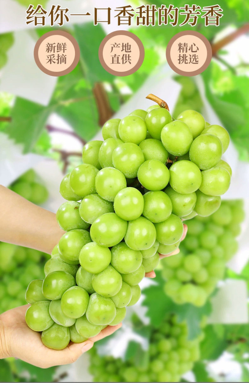 青提一件代发晴王阳光玫瑰绿葡萄当季新鲜水果