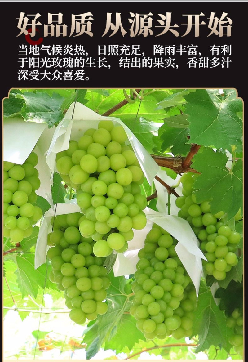 青提一件代发晴王阳光玫瑰绿葡萄当季新鲜水果