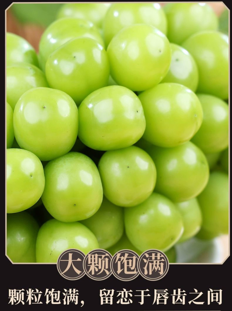青提一件代发晴王阳光玫瑰绿葡萄当季新鲜水果