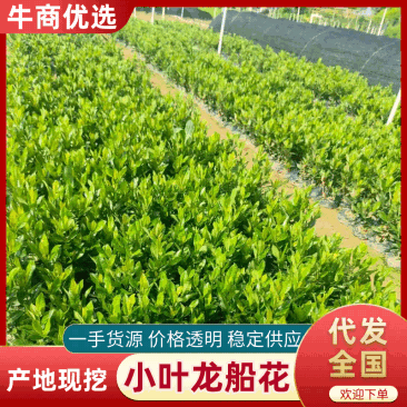 【品质保证】新加坡龙船花大小叶龙船花自己基地现货