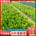 【品质保证】新加坡龙船花大小叶龙船花自己基地现货