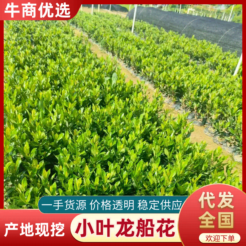 【品质保证】新加坡龙船花大小叶龙船花自己基地现货