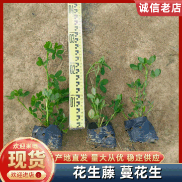 精品花生藤，蔓花生，遍地黄金欢迎各地客商来电咨询下单