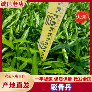 广东驳骨丹量大质优全国可发欢迎直接来电咨询