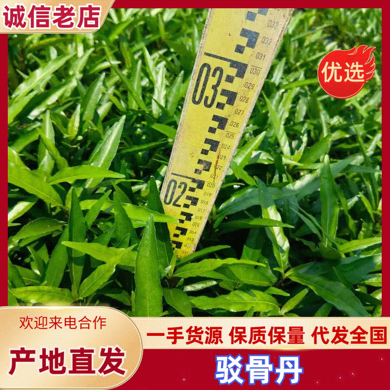 广东驳骨丹量大质优全国可发欢迎直接来电咨询