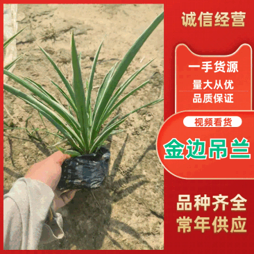 广东精品金边吊兰产地一手货源全国可发欢迎直接来电