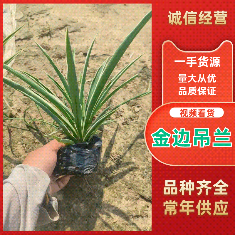 广东精品金边吊兰产地一手货源全国可发欢迎直接来电
