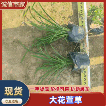 广东大花萱草基地一手货源，全国可发欢迎各地客商来电