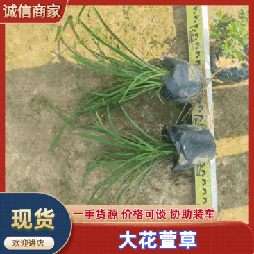 广东大花萱草基地一手货源,全国可发欢迎各地客商来电
