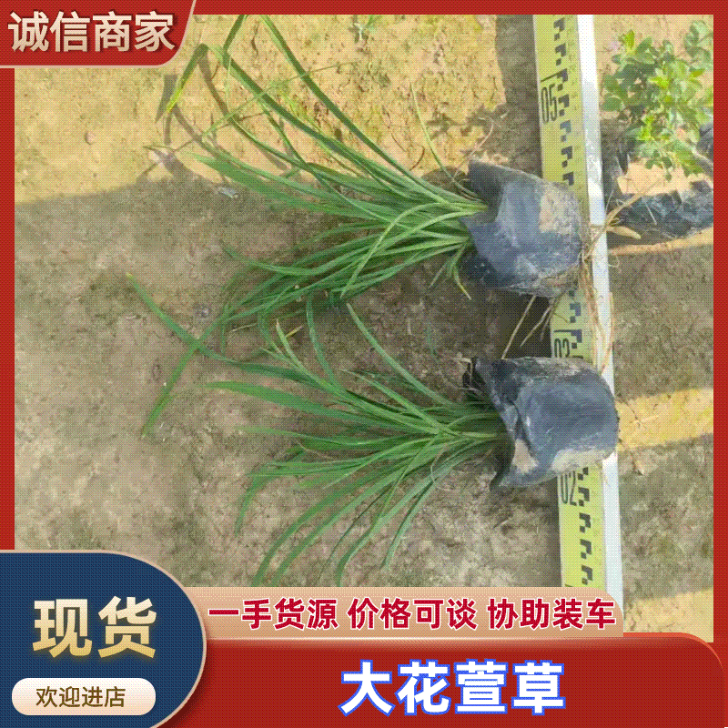 广东大花萱草基地一手货源，全国可发欢迎各地客商来电