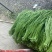 《推荐》河南豆角/青条豆角/自家冷库/产地货源/全年有货