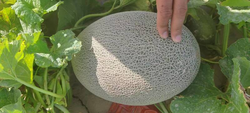 【实力推荐】海南西州蜜17号哈密瓜西洲蜜瓜大量现货全国
