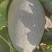 【实力推荐】海南西州蜜17号哈密瓜西洲蜜瓜大量现货全国