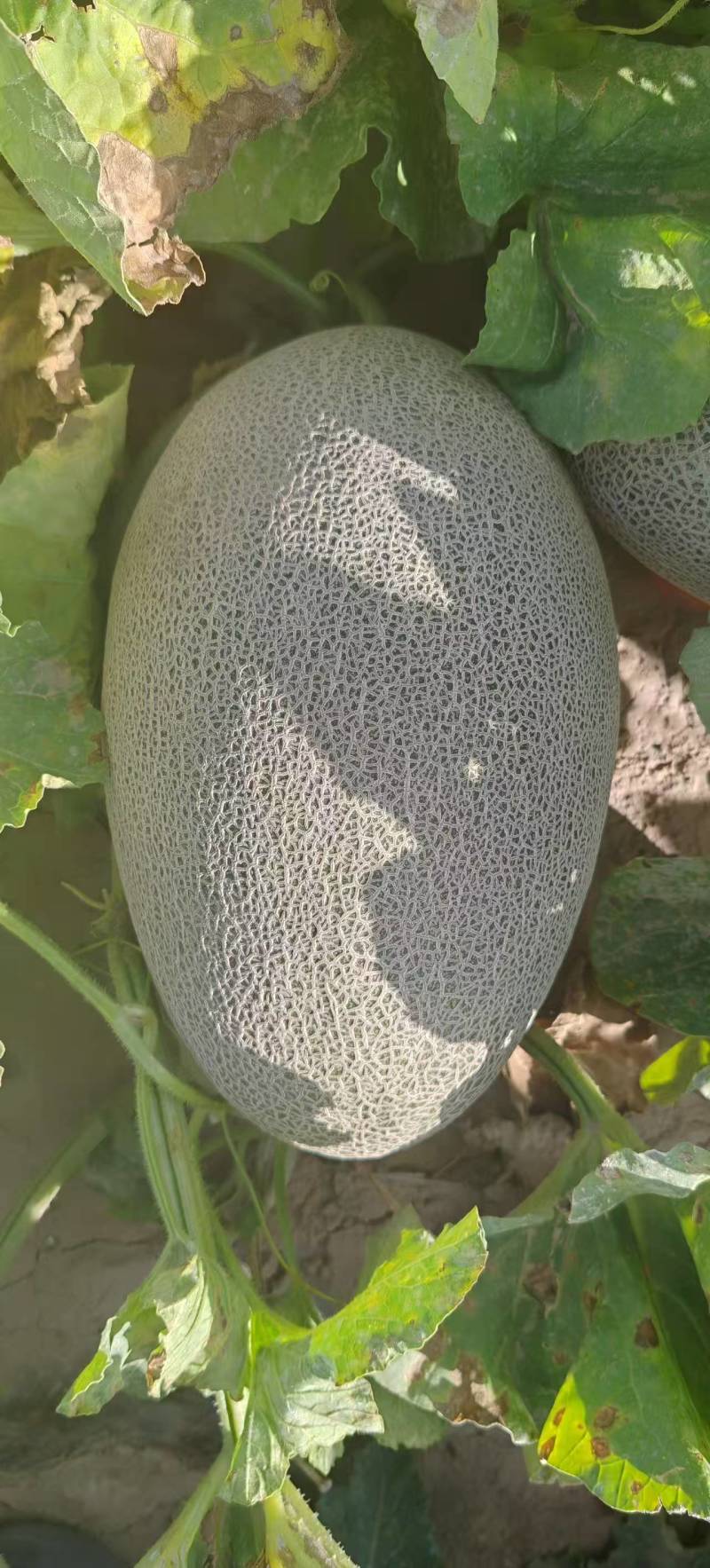 【实力推荐】海南西州蜜17号哈密瓜西洲蜜瓜大量现货全国