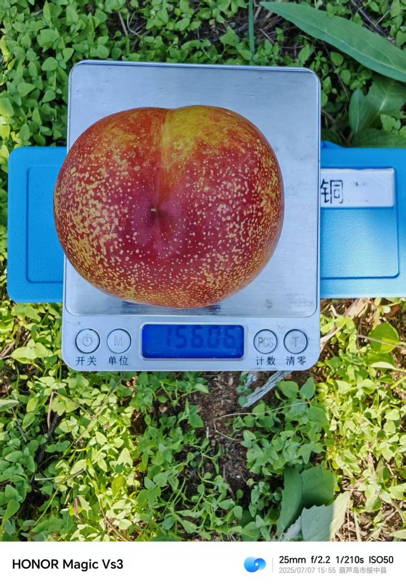 红油桃产地直销量大质优价格优惠一手货源支持视频看货