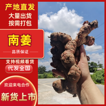广东南姜产地直发，量大价格优惠，支持各种包装，欢迎来电