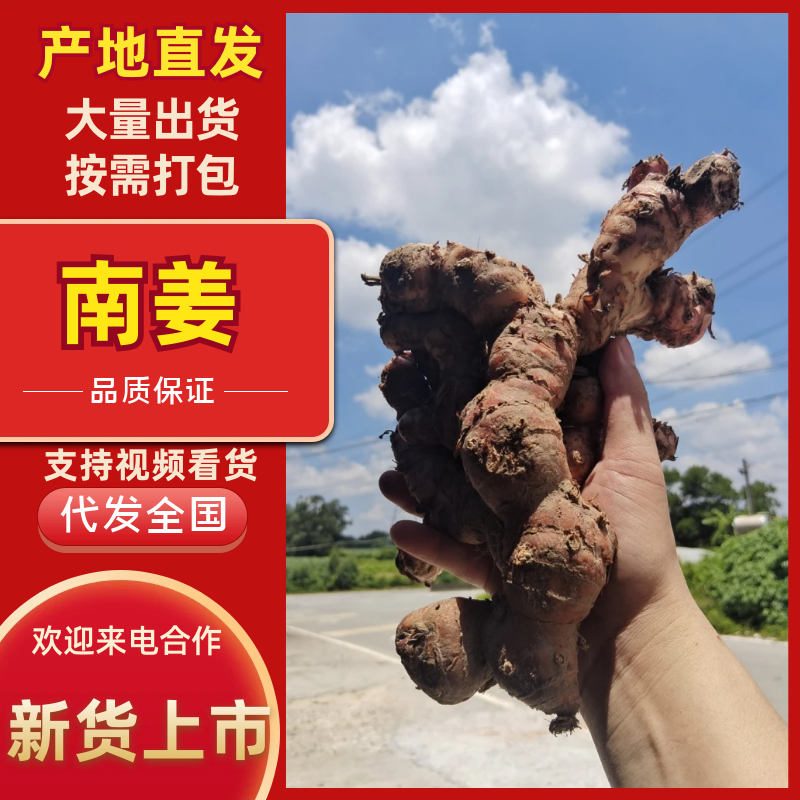 广东南姜产地直发，量大价格优惠，支持各种包装，欢迎来电