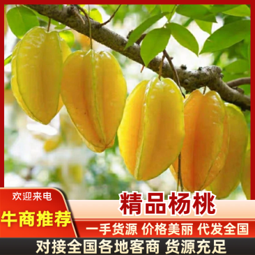【甜】杨桃广东精品杨桃量大从优味甜果型好欢迎选购