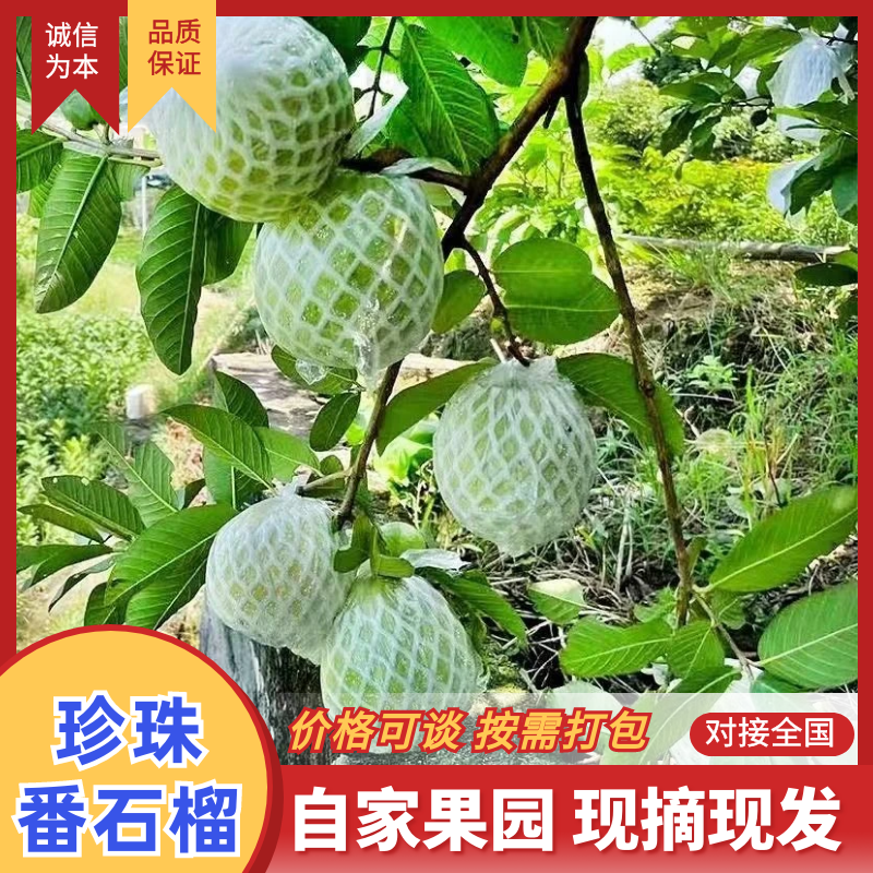 【软糯甜香】奶油芭乐新鲜上市个大味甜量大从优欢迎选购