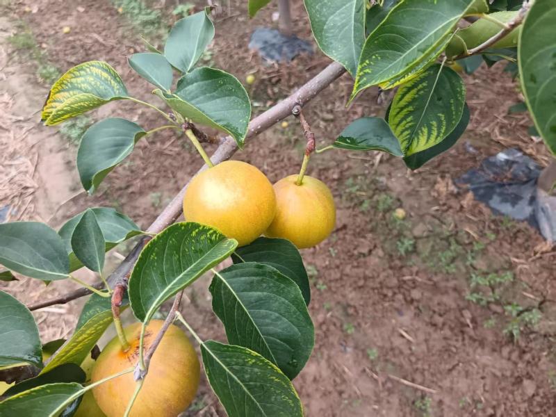 山西红酥蜜梨基地直销保质保量价格优惠欢迎咨询采购