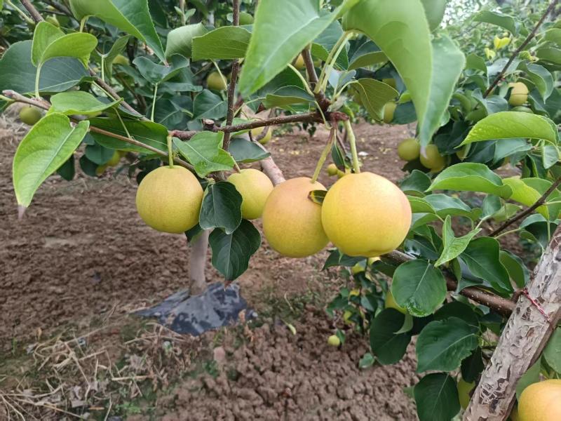 山西红酥蜜梨基地直销保质保量价格优惠欢迎咨询采购