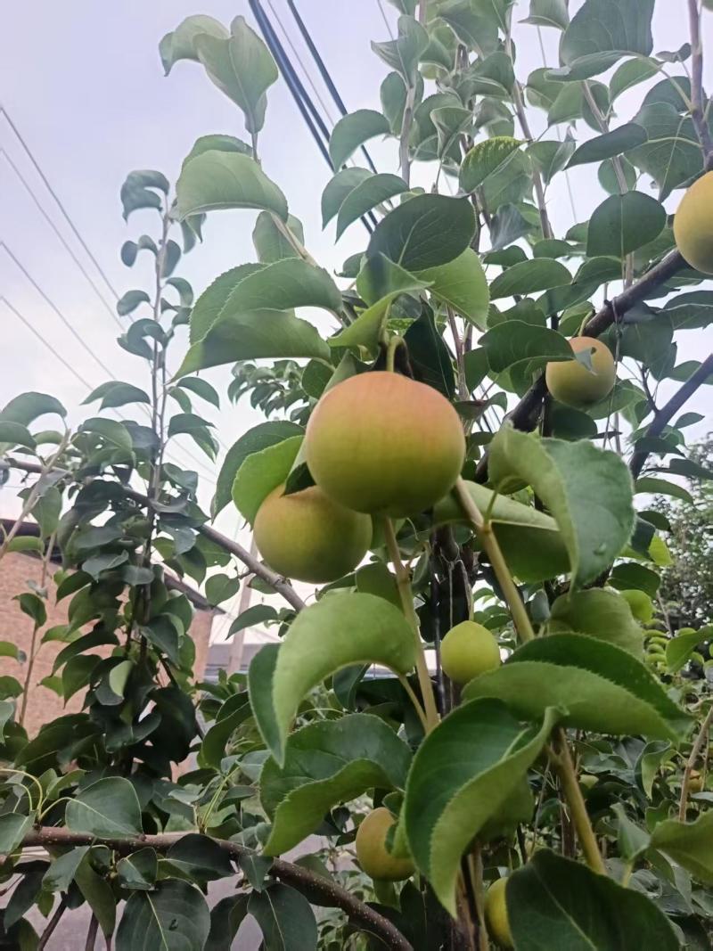 山西红酥蜜梨基地直销保质保量价格优惠欢迎咨询采购