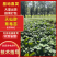 天仙醉草莓苗基地直发高产苗基地一手货源直发