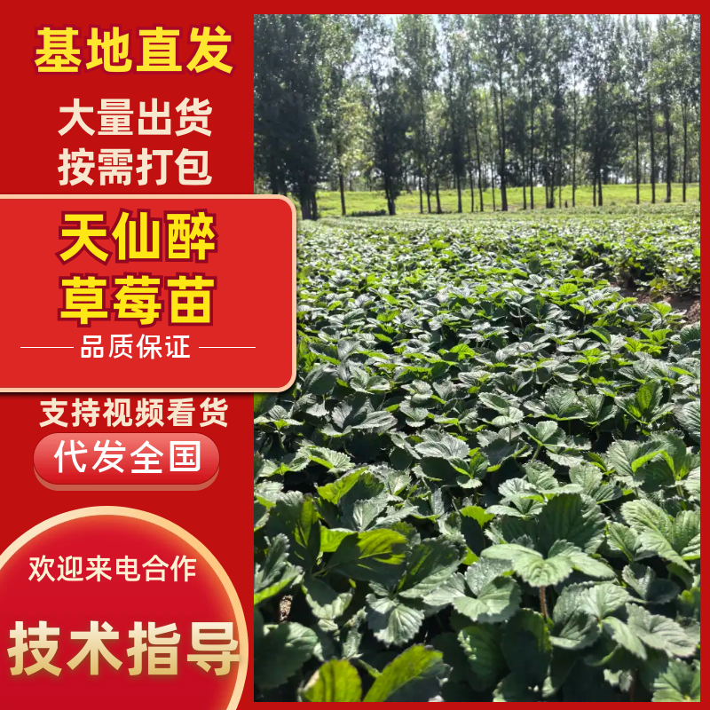 天仙醉草莓苗基地直发高产苗基地一手货源直发