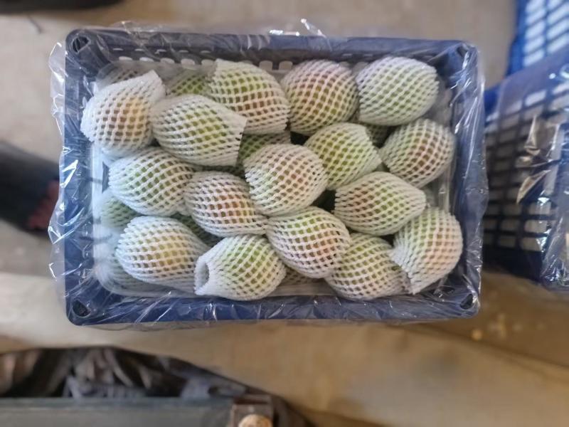 【热卖】新梨七号产地直销量大质优价格优惠欢迎咨询采购