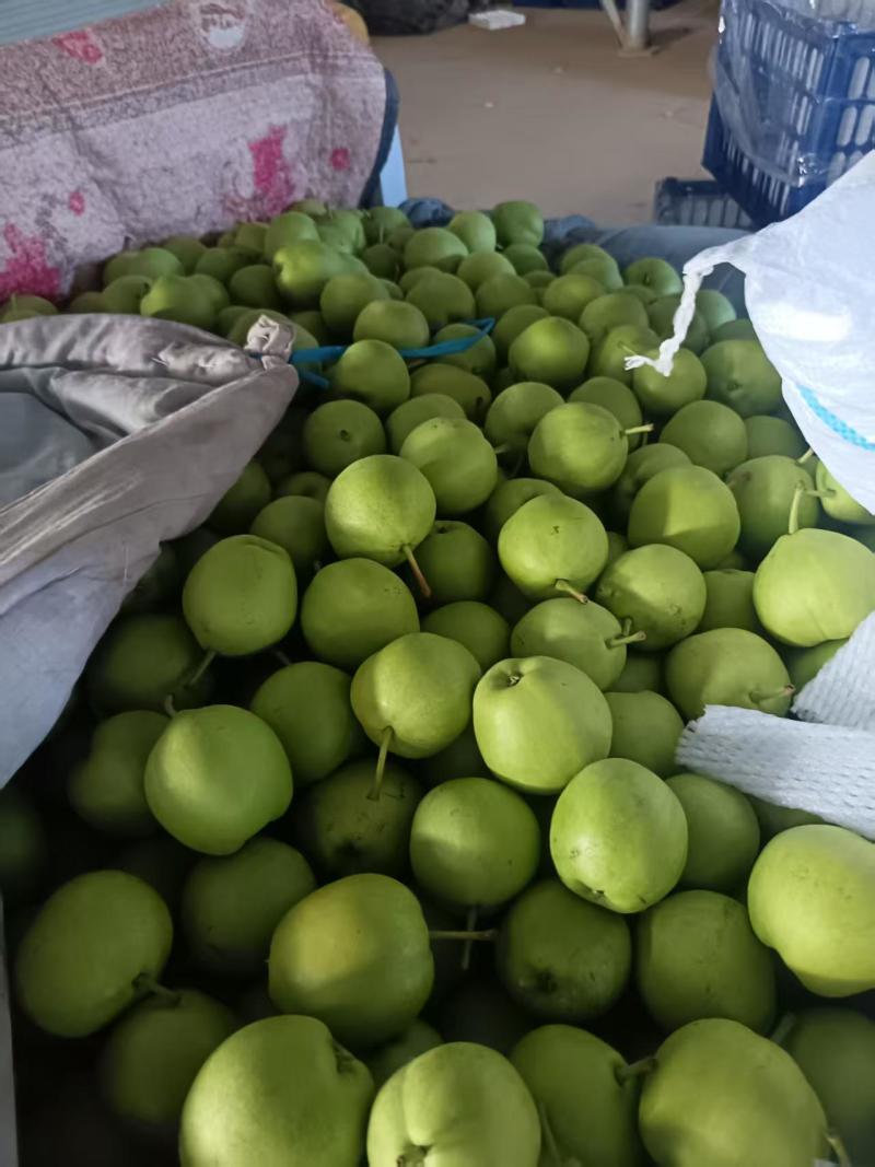 早酥梨产地直销价格优惠一手货源保质保量欢迎采购咨询