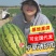 《金花6号石头瓜》宁夏西瓜/包熟包甜/产地直供/全国代发