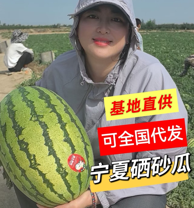 《金花6号石头瓜》宁夏西瓜/包熟包甜/产地直供/全国代发