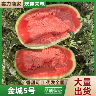 【热卖】金城5号西瓜石头瓜产地直发糖度高耐运输