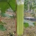 《白玉丝瓜》湖南种植大户直发无中间商赚差价对接全国