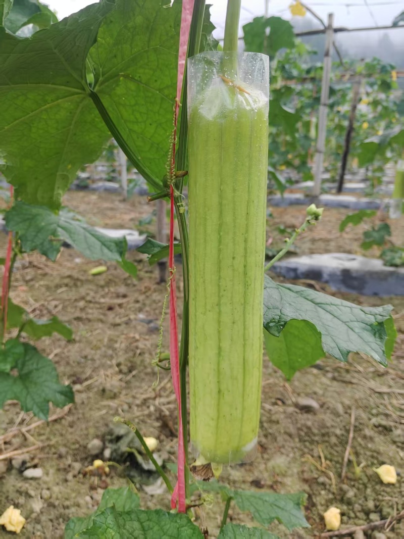 《白玉丝瓜》湖南种植大户直发无中间商赚差价对接全国