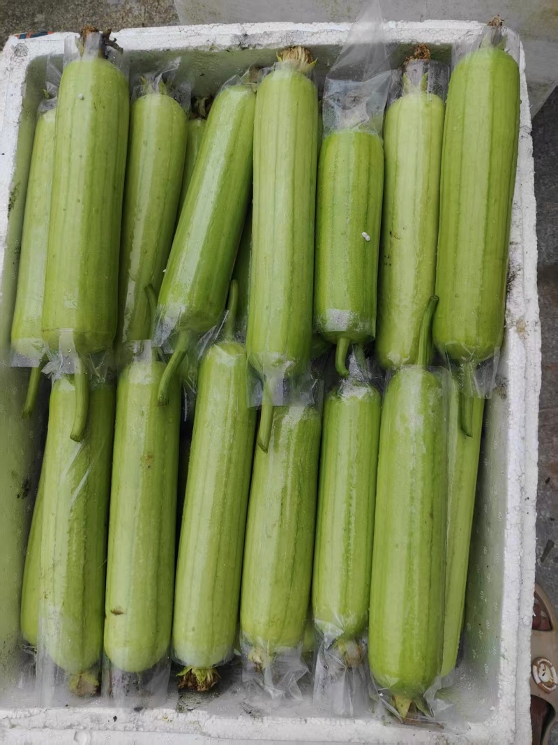 《白玉丝瓜》湖南种植大户直发无中间商赚差价对接全国