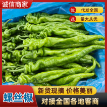 鲜辣椒螺丝椒产地直销量大质优价格优惠欢迎咨询采购