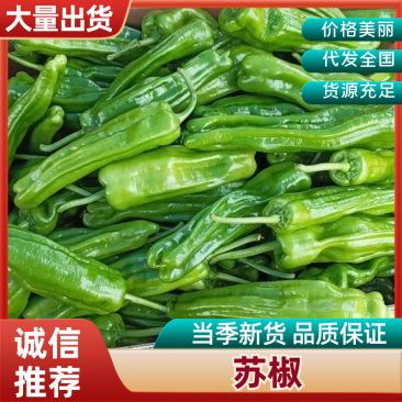 鲜辣椒苏椒产地大量供应一手货源基地直发支持视频看货