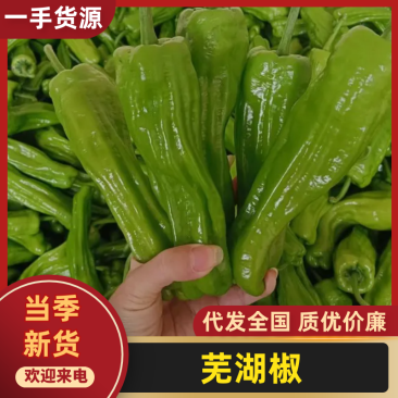 芜湖椒产地大量供应量大质优价格优惠一手货源欢迎咨询