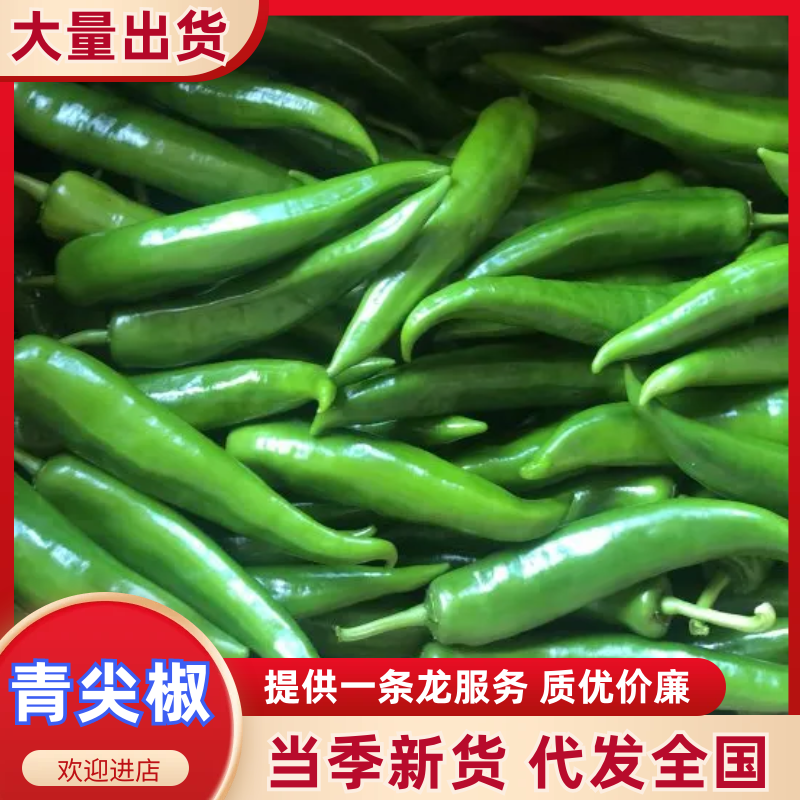 青尖椒产地大量供应规格齐全量大价优质优诚信经营合作