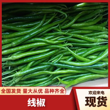 线椒产地直销量大质优价格优惠支持视频看货欢迎采购