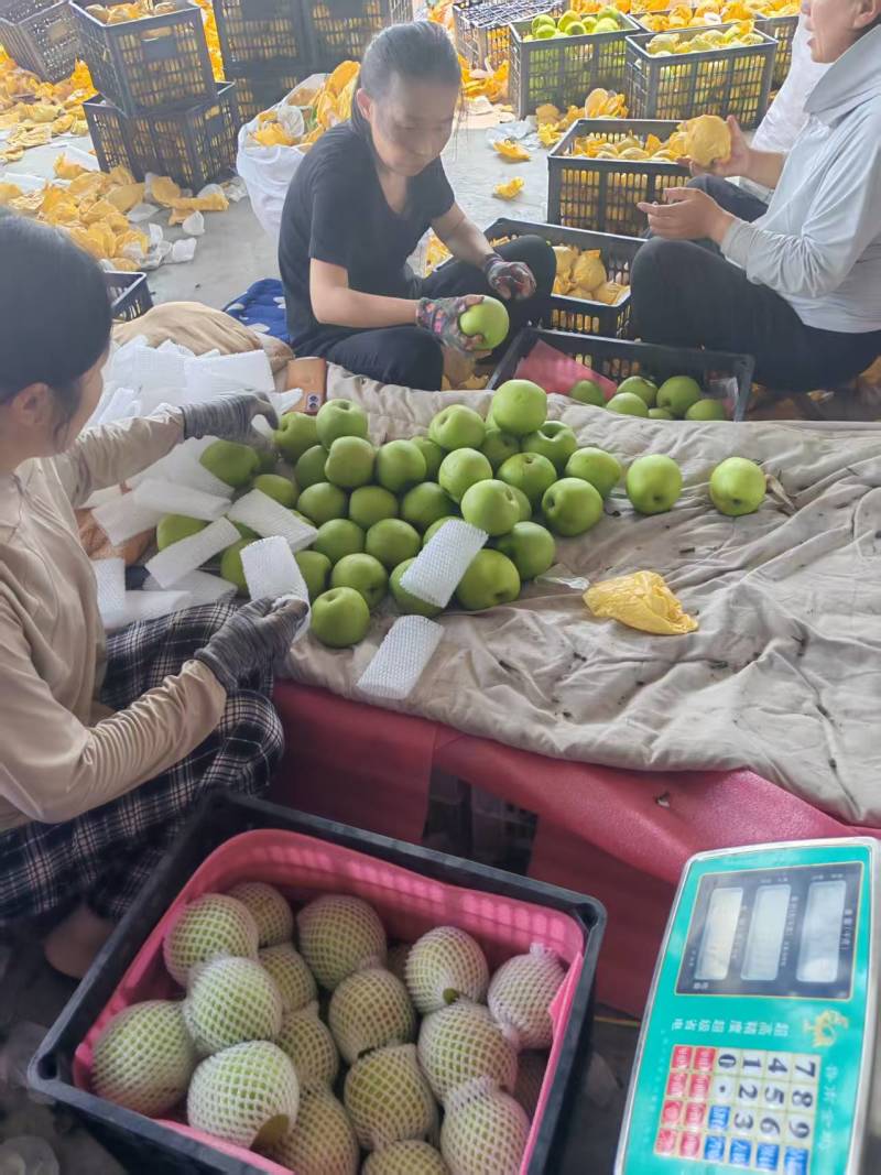 翠玉梨基地直销量大质优价格优惠一手货源欢迎咨询采购