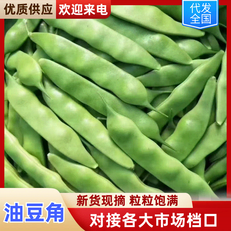 热卖吉林大油豆角东北油豆角现摘现发可拼车价格实惠欢迎联系