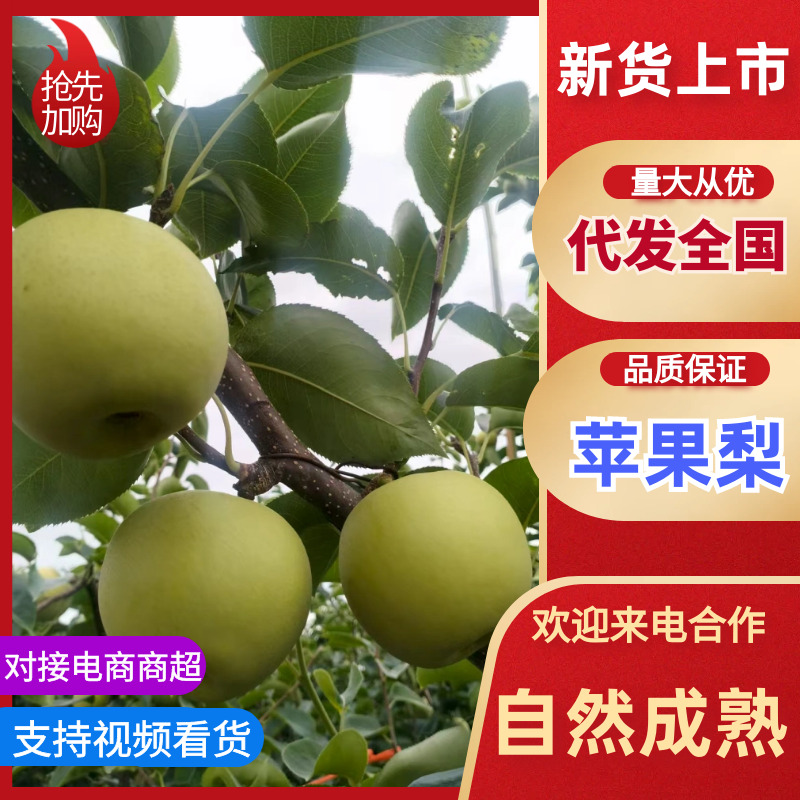 汉中市城固县的苹果梨，个头大，口感好汁多皮薄